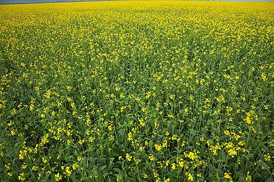 《博德之门3》五号补丁更新上线 添加新荣誉模式