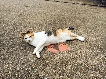 好评如潮，开放世界竞速游戏天花板竟然是它？